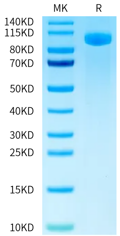 FITC-Labeled Human B7-H3 (4Ig) on Tris-Bis PAGE under reduced condition. The purity is greater than 95%.