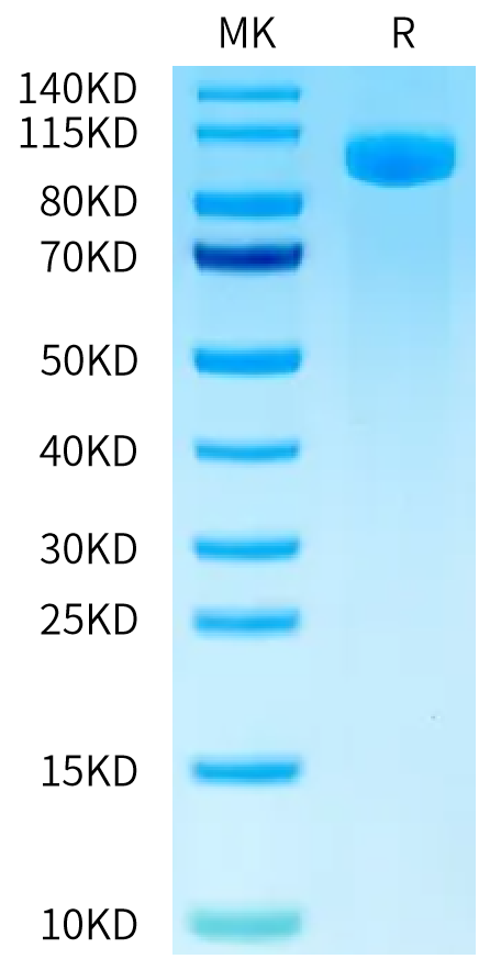 FITC-Labeled Human B7-H3 (4Ig) on Tris-Bis PAGE under reduced condition. The purity is greater than 95%.