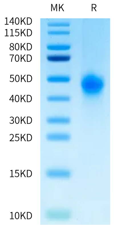 Biotinylated Human Fc gamma RIIIB (NA1) on Tris-Bis PAGE under reduced condition. The purity is greater than 95%.