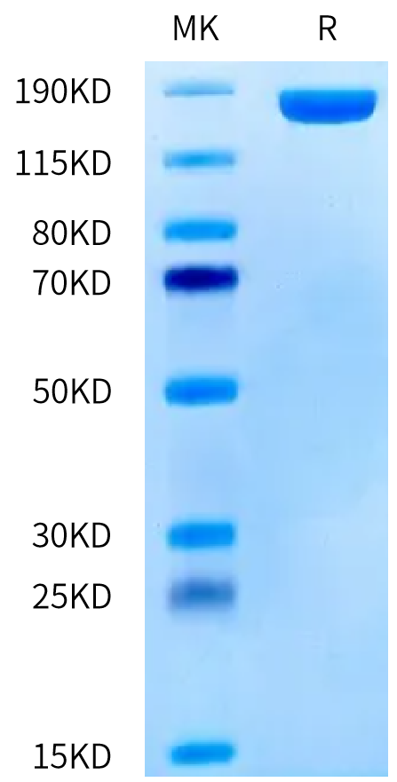 Human CD206 on Tris-Bis PAGE under reduced condition. The purity is greater than 95%.