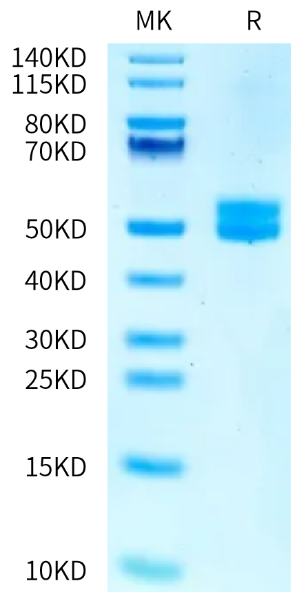 Human MSLN on Tris-Bis PAGE under reduced condition. The purity is greater than 95%.