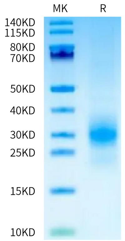 Human MSLN on Tris-Bis PAGE under reduced condition. The purity is greater than 95%.