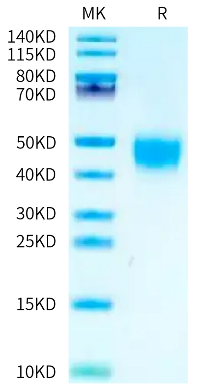 Biotinylated Cynomolgus Fc gamma RIII on Tris-Bis PAGE under reduced condition. The purity is greater than 95%.