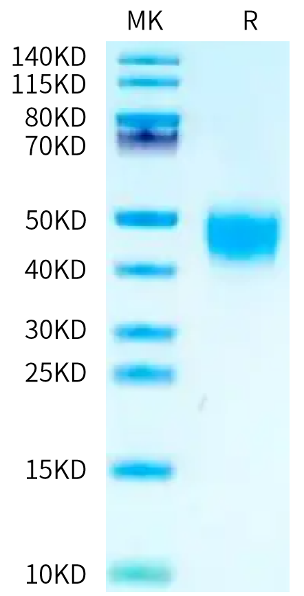 Biotinylated Cynomolgus Fc gamma RIII on Tris-Bis PAGE under reduced condition. The purity is greater than 95%.