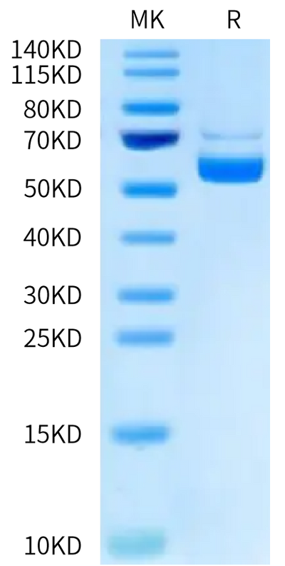 Biotinylated Human CD40 Ligand Trimer on Tris-Bis PAGE under reduced condition. The purity is greater than 95%.