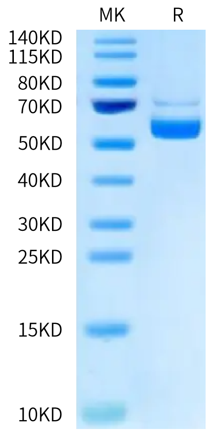 Biotinylated Human CD40 Ligand Trimer on Tris-Bis PAGE under reduced condition. The purity is greater than 95%.