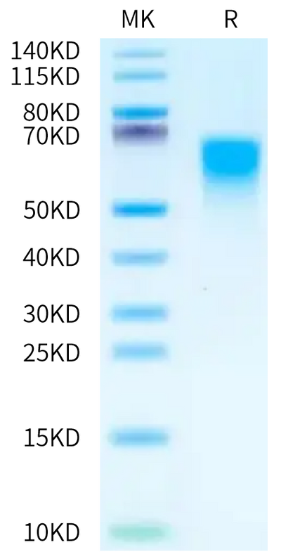 Cynomolgus CD55 on Tris-Bis PAGE under reduced condition. The purity is greater than 95%.