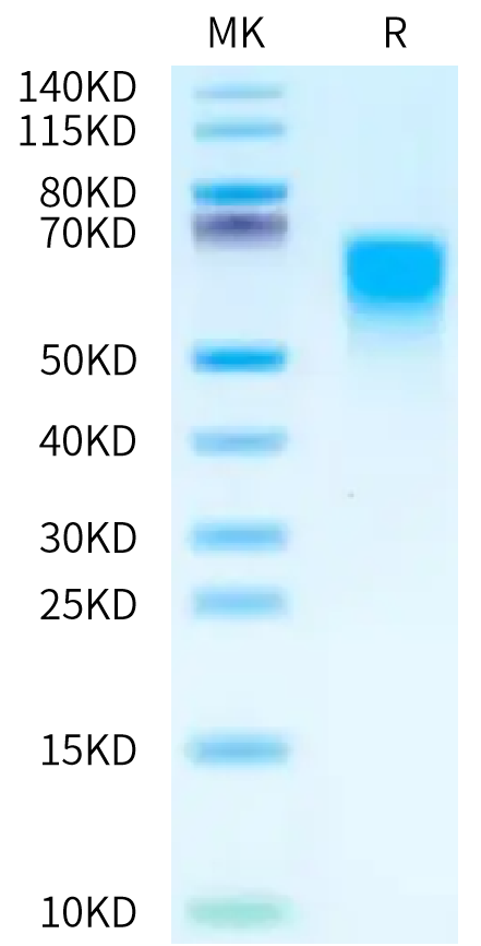 Cynomolgus CD55 on Tris-Bis PAGE under reduced condition. The purity is greater than 95%.