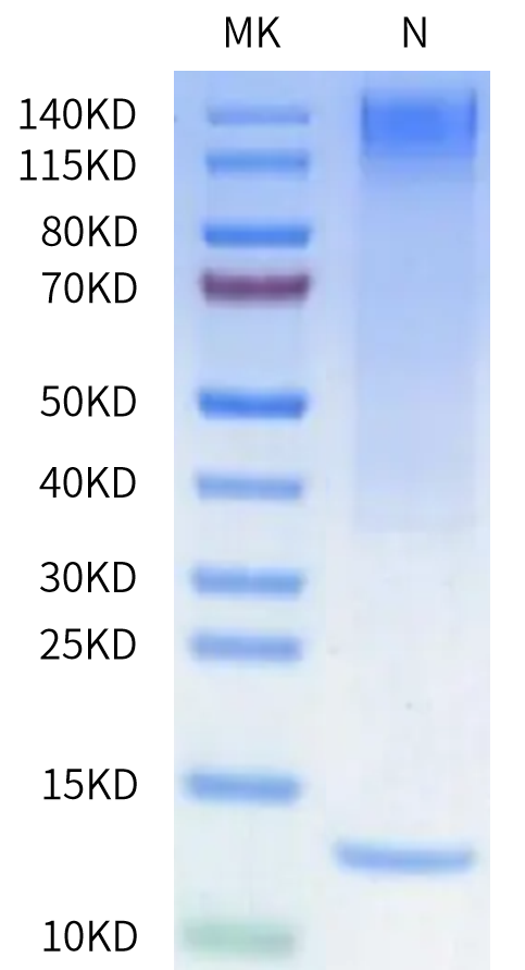 Human HLA-A*02:01&B2M&NY-ESO-1 (SLLMWITQC) Tetramer on Tris-Bis PAGE under Non reducing (N) condition. The purity is greater than 95%.