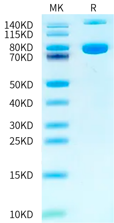 Mouse Transferrin R on Tris-Bis PAGE under reduced condition. The purity is greater than 95%.