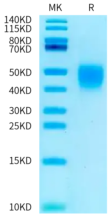 Rat CD28 on Tris-Bis PAGE under reduced condition. The purity is greater than 95%.