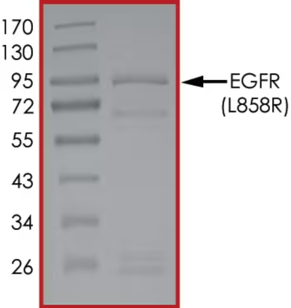 The purity of EGFR (L858R) was determined to be >70% by densitometry, approx. MW. 89~100kDa.