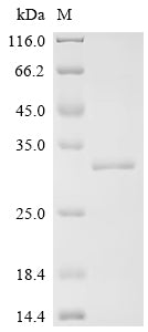 (Tris-Glycine gel) Discontinuous SDS-PAGE (reduced) with 5% enrichment gel and 15% separation gel. Greater than 90% as determined by SDS-PAGE. 