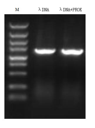 Detect DNase residue by agarose gel electrophores