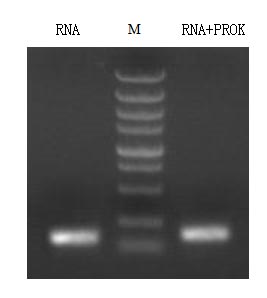 Detect RNase residue by agarose gel electrophores