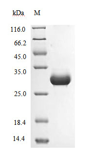 Greater than 95% as determined by SDS-PAGE.