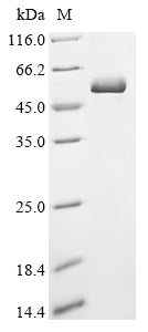 Greater than 90% as determined by SDS-PAGE.Greater than 95% as determined by SEC-HPLC.