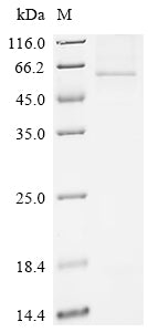 Greater than 85% as determined by SDS-PAGE.