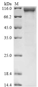 Greater than 85% as determined by SDS-PAGE.