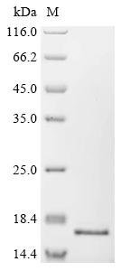 Greater than 95% as determined by SDS-PAGE.