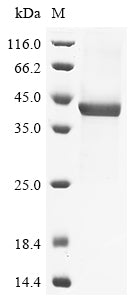 Greater than 85% as determined by SDS-PAGE.