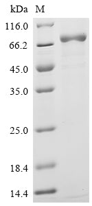 Greater than 85% as determined by SDS-PAGE.