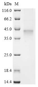 Greater than 85% as determined by SDS-PAGE.