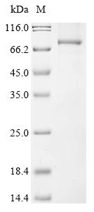 Greater than 85% as determined by SDS-PAGE.