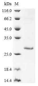 Greater than 85% as determined by SDS-PAGE.