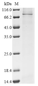 Greater than 85% as determined by SDS-PAGE.