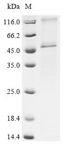 Greater than 90% as determined by SDS-PAGE.