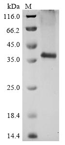 Greater than 90% as determined by SDS-PAGE.