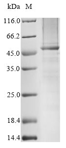 Greater than 85% as determined by SDS-PAGE.