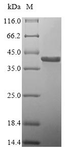 Greater than 85% as determined by SDS-PAGE.