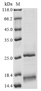 Greater than 85% as determined by SDS-PAGE.