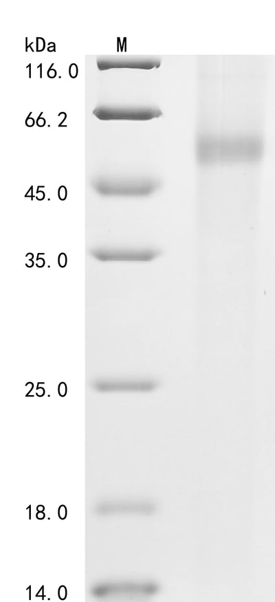 Greater than 90% as determined by SDS-PAGE.