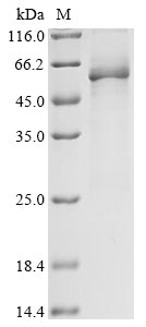 Greater than 85% as determined by SDS-PAGE.