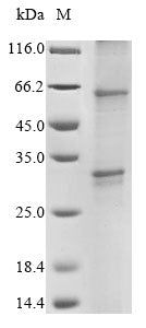 Greater than 85% as determined by SDS-PAGE.