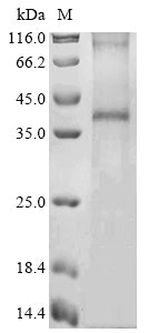 Greater than 90% as determined by SDS-PAGE.