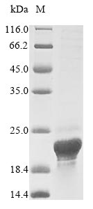 Greater than 85% as determined by SDS-PAGE.