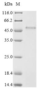 Greater than 85% as determined by SDS-PAGE.