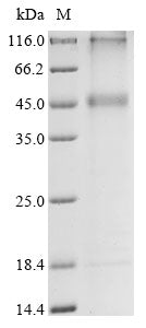 Greater than 85% as determined by SDS-PAGE.