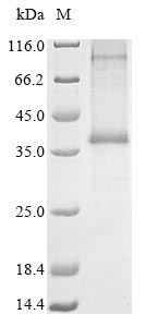 Greater than 85% as determined by SDS-PAGE.