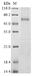 Greater than 85% as determined by SDS-PAGE.