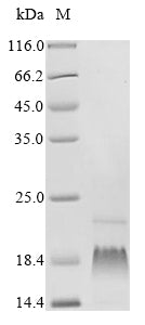 Greater than 85% as determined by SDS-PAGE.