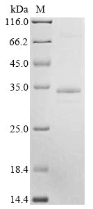 Greater than 85% as determined by SDS-PAGE.