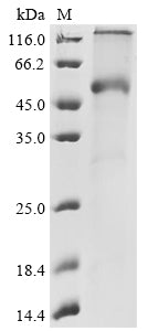 Greater than 90% as determined by SDS-PAGE.