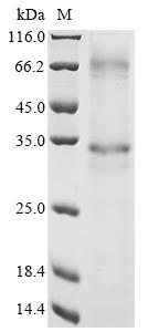 Greater than 85% as determined by SDS-PAGE.