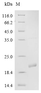 Greater than 90% as determined by SDS-PAGE.