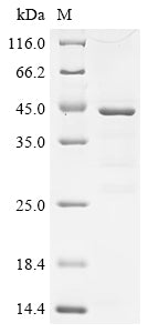 Greater than 85% as determined by SDS-PAGE.